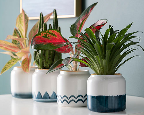 Handmade Ceramic Pots For Plants