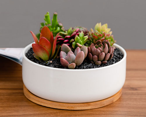 Ceramic Plant Pot On Wooden Tray