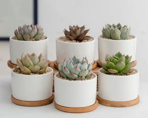 Round Ceramic Plant Pot With Tray