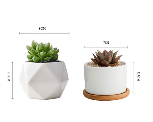 Small Succulent Pot with Tray