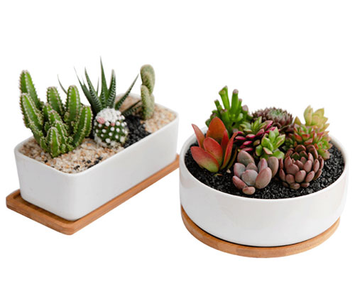 Succulent Pots With Bamboo Tray