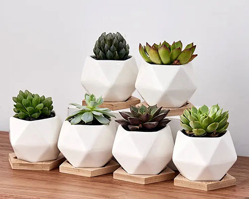 White Ceramic Succulent Cactus Plant Pots with Bamboo Tray