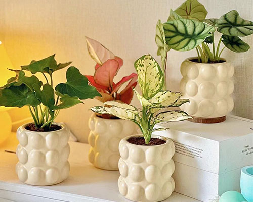 Indoor Cream Ceramic Pots